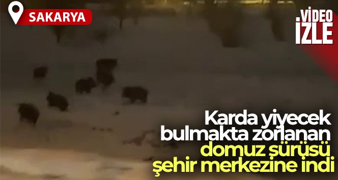 Karda yiyecek bulmakta zorlanan domuz sürüsü şehir merkezine indi