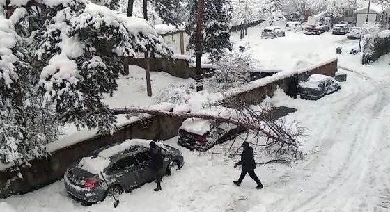 Karın ağırlığına dayanamayan ağaç, otomobilin üstüne devrildi