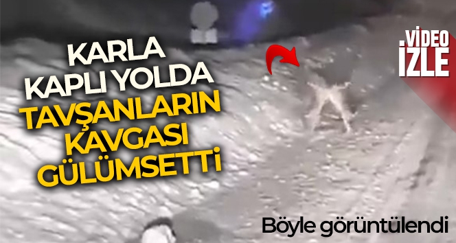 Karla kaplı yolda tavşanların kavgası gülümsetti