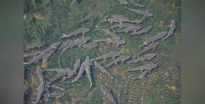 Kars Barajı'nda yüzlerce balık mahsur kaldı: 'Biraz can suyu verilmeli'