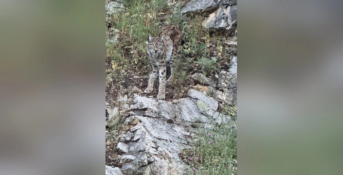 kemaliye'de nesli tükenmekte olan vaşak görüntülendi