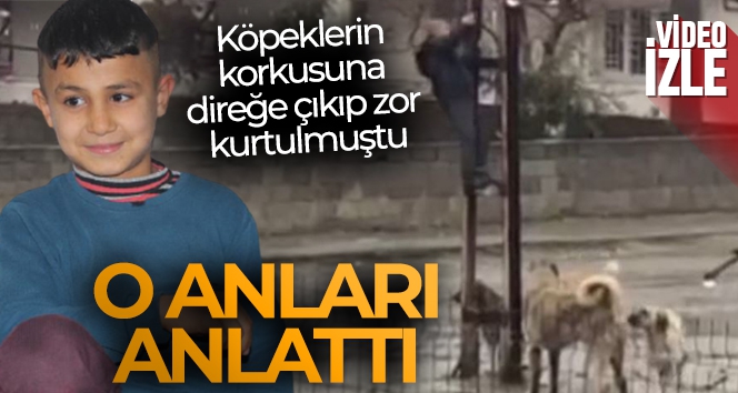 Köpeklerin korkusundan direğe çıkan çocuk: 