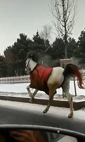 Köpekten korkan atlar dörtnala 25 kilometre koştu