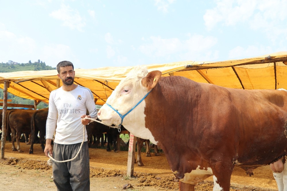 Kurban hazırlığı başladı 