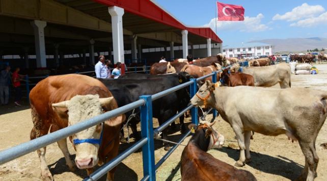 Kurban pazarları seyirlik