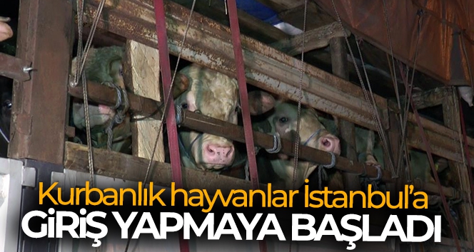Kurbanlık hayvanlar İstanbul'a giriş yapmaya başladı
