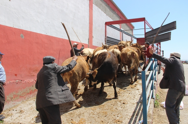 Kurbanlıkta sevkiyat korkusu 