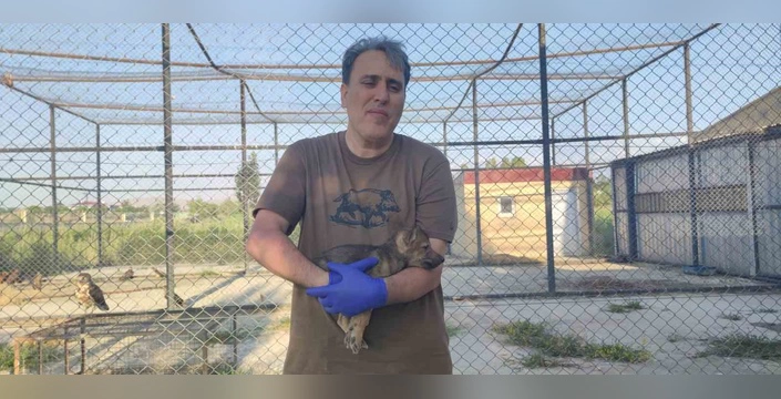 kurt ve köpeklerin genetik akrabalığı araştırılıyor: Van'da örnek toplama çalışması