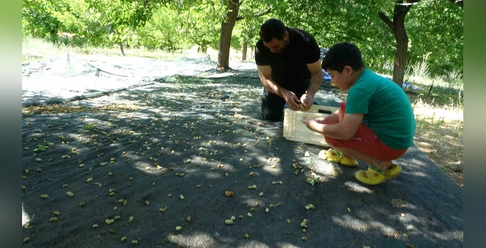 Malatya'da don felaketi: Doğanyol'da baraj kenarı meyve bahçeleri kurtarıcı oldu