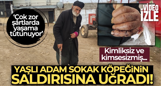 Mardin'de kimliksiz, yaşlı, kimsesiz adam 'sokak köpeği' saldırısına uğradı