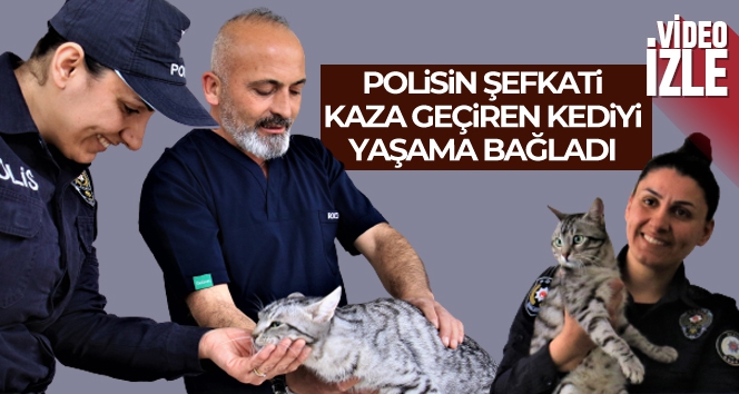 Mersin'de 2 aylık felçli kedi, polis memurunun sayesinde yürümeye başladı