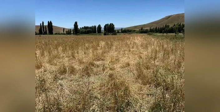 Muş'ta yaban domuzları tarım alanlarına zarar verdi: çiftçinin feryadı