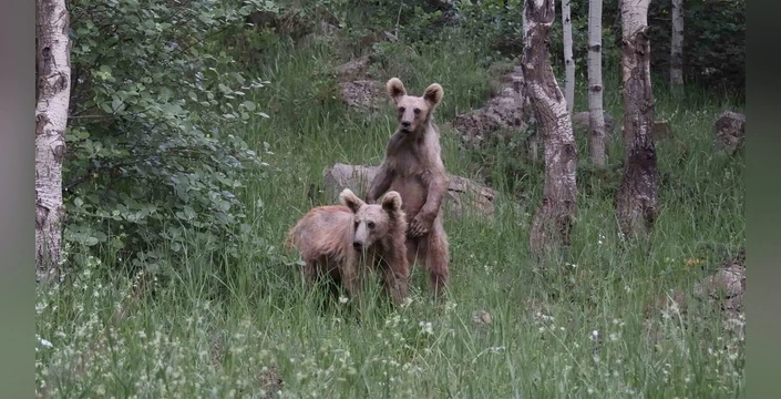 Nemrut'un maskotu boz ayılar: piknik çöplerine dadandı
