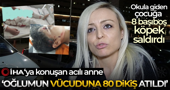 Okula giden 10 yaşındaki çocuğa başıboş 8 köpek saldırdı, 80 dikiş atıldı