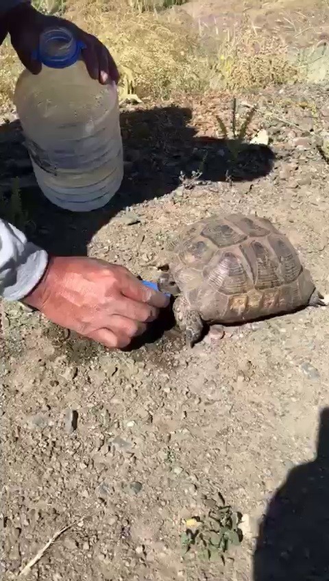 Sıcaktan bayılan kaplumbağaya elleriyle su içirdi