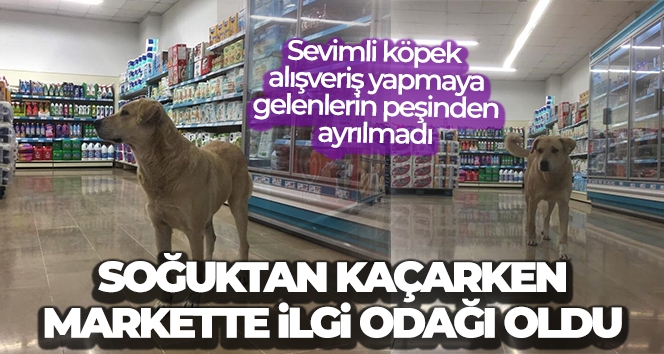 Soğuktan kaçarken markettekilerin ilgi odağı oldu