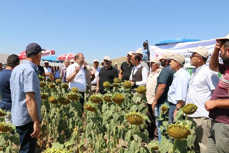 Tarla gününde ayçiçeği tarlaları görsel şölen sundu