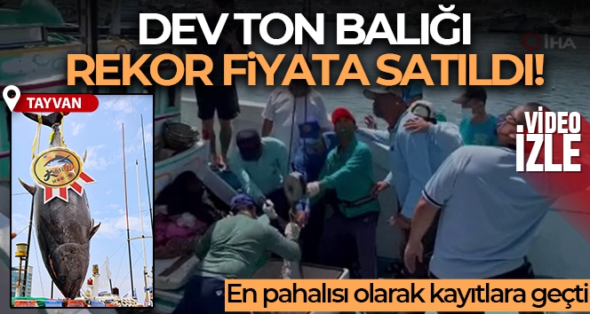 Tayvan'da dev ton balığı rekor fiyata satıldı