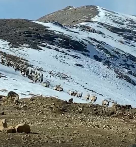 Tunceli’nin zengin yaban hayatı fotokapan ve kamerayla görüntülendi