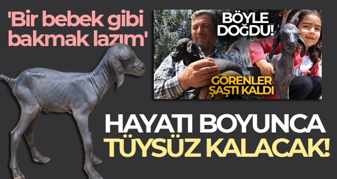 Tüysüz doğan oğlaktan yeni haber! Veteriner açıkladı: Hayatı boyunca böyle kalacak