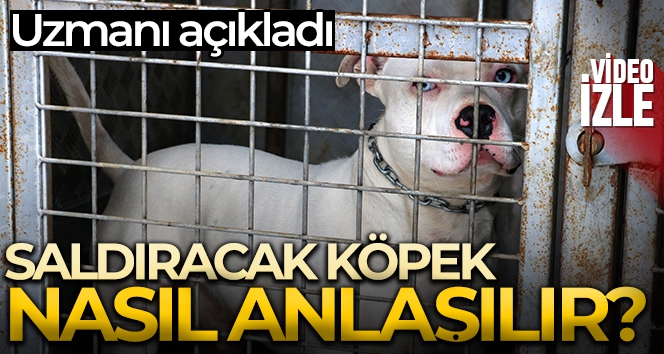 Uzmanı açıkladı, saldıracak köpek nasıl anlaşılır?