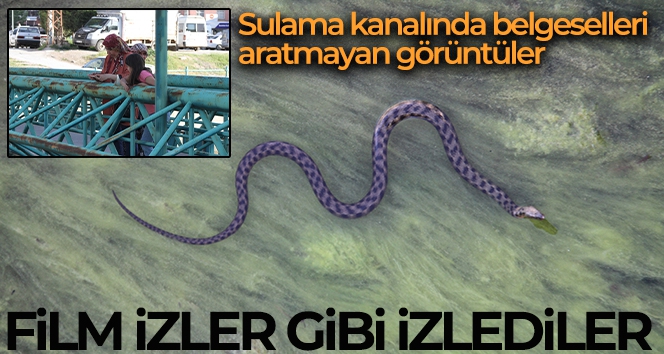 Vatandaşlar kanal kenarında film izler gibi tatlı su yılanı izliyor