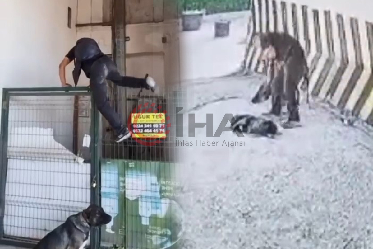 Vicdansız hırsız köpeğe şiddet uyguladı: O anlar kamerada