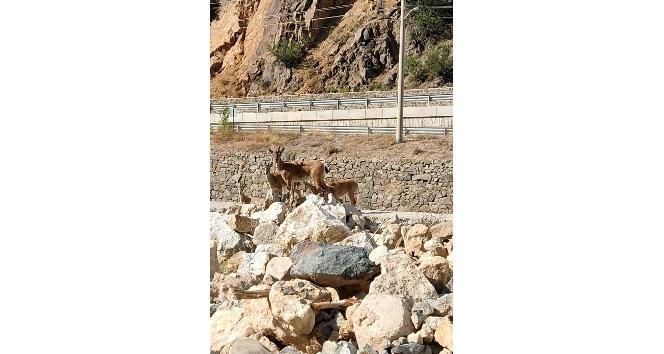 Yaban keçileri Torul ilçe merkezine indi