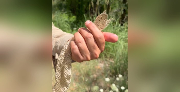 Yüksekova'da nadir yılan derisi bulundu: Öğretmen Bartın'ın keşfi